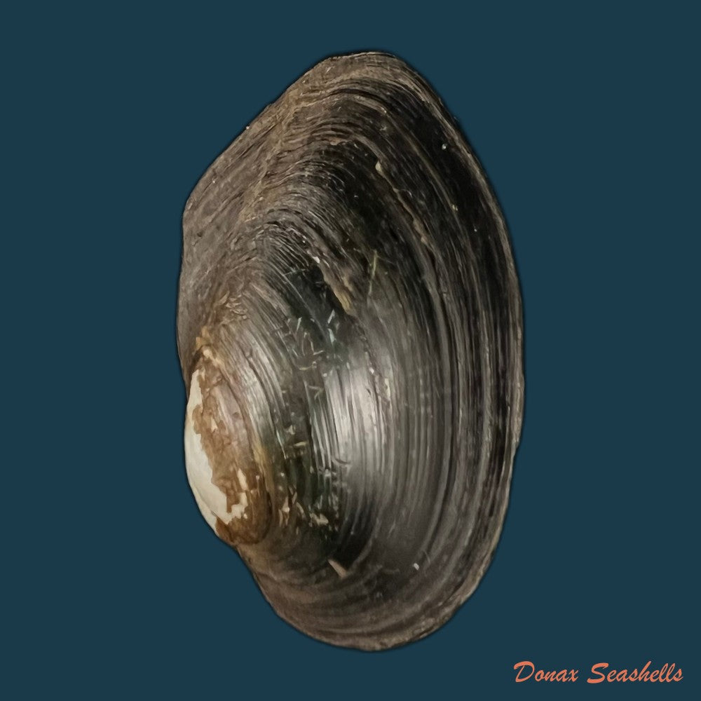 copia-de-anodontites-trigonus-georginae-gray-1834-62mm