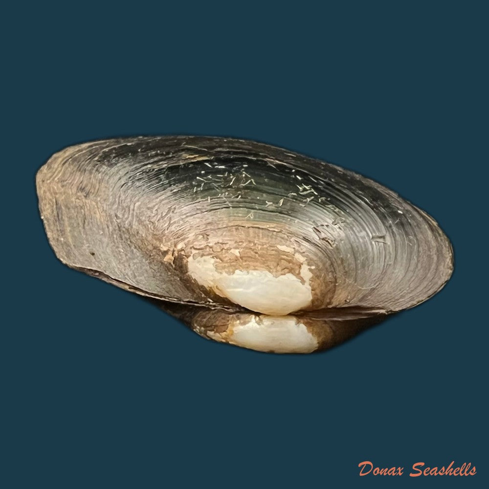 copia-de-anodontites-trigonus-georginae-gray-1834-62mm