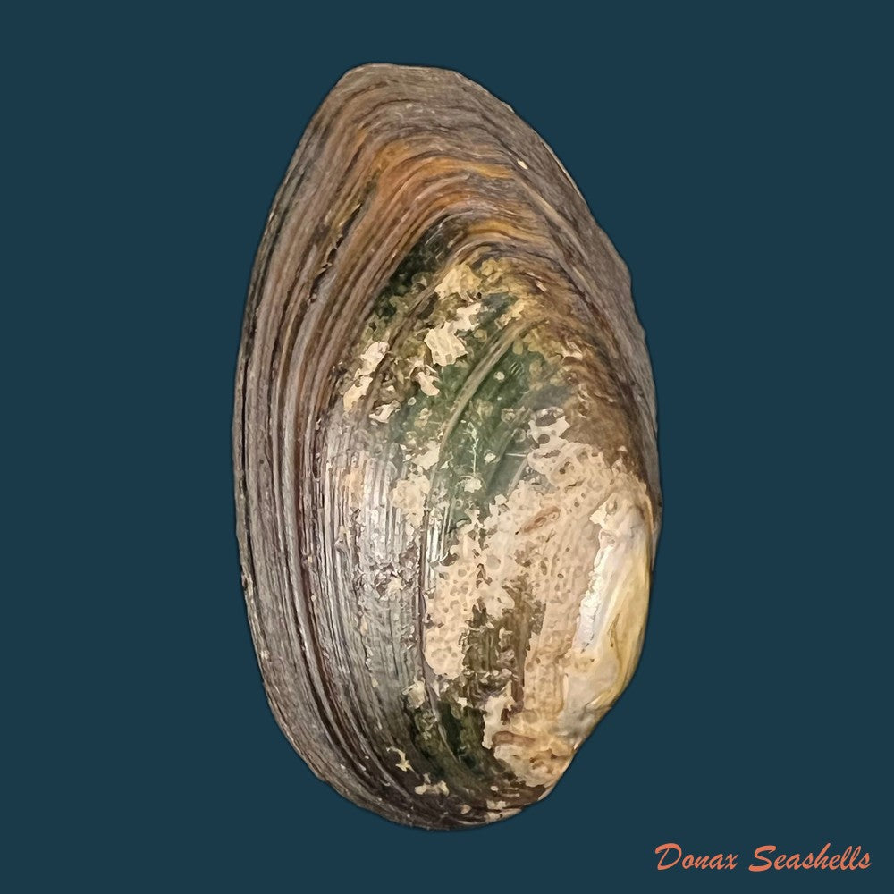 copia-de-anodontites-trigonus-georginae-gray-1834-68mm
