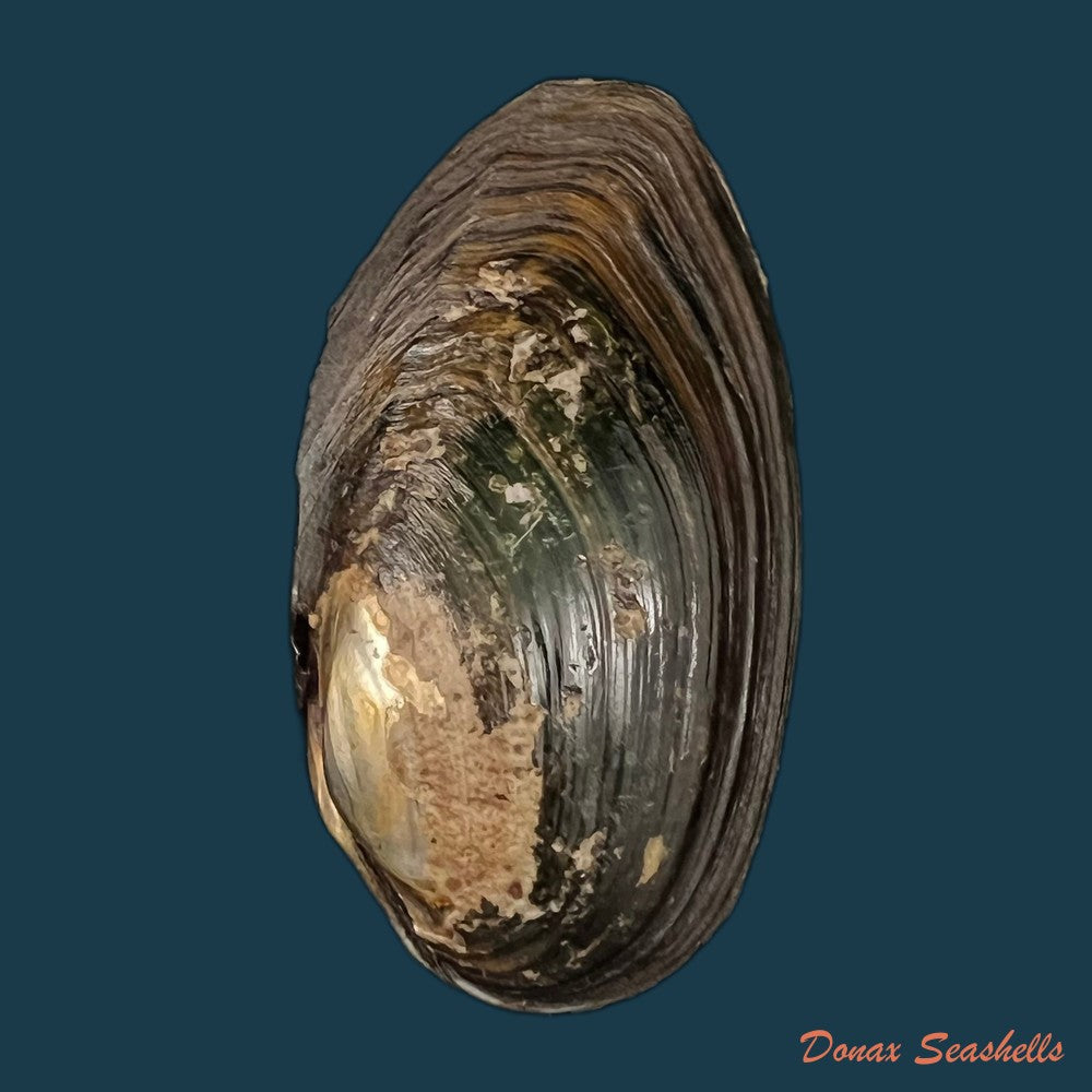 copia-de-anodontites-trigonus-georginae-gray-1834-68mm