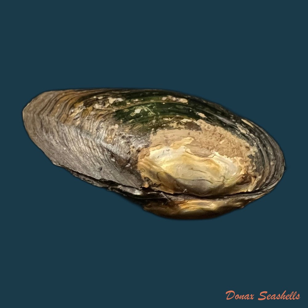 copia-de-anodontites-trigonus-georginae-gray-1834-68mm