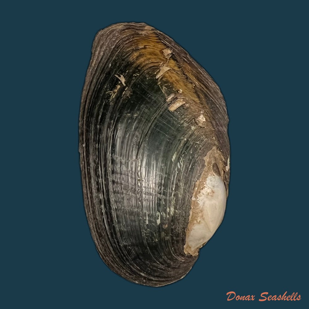 copia-de-anodontites-trigonus-georginae-gray-1834-69mm