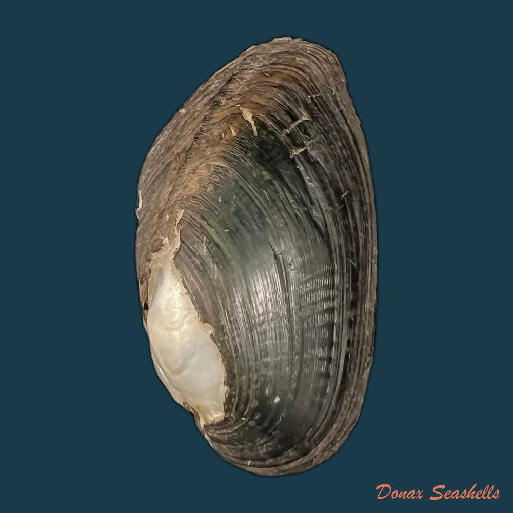 copia-de-anodontites-trigonus-georginae-gray-1834-69mm