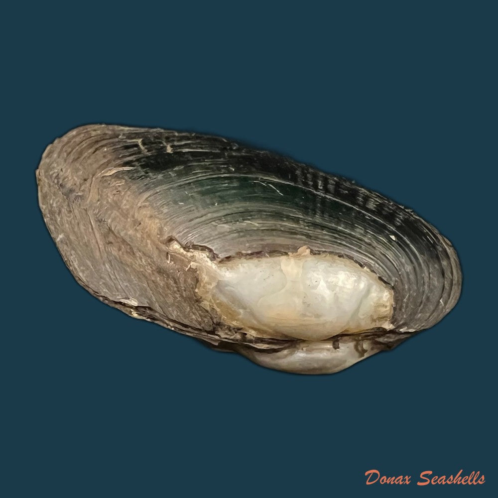 copia-de-anodontites-trigonus-georginae-gray-1834-69mm