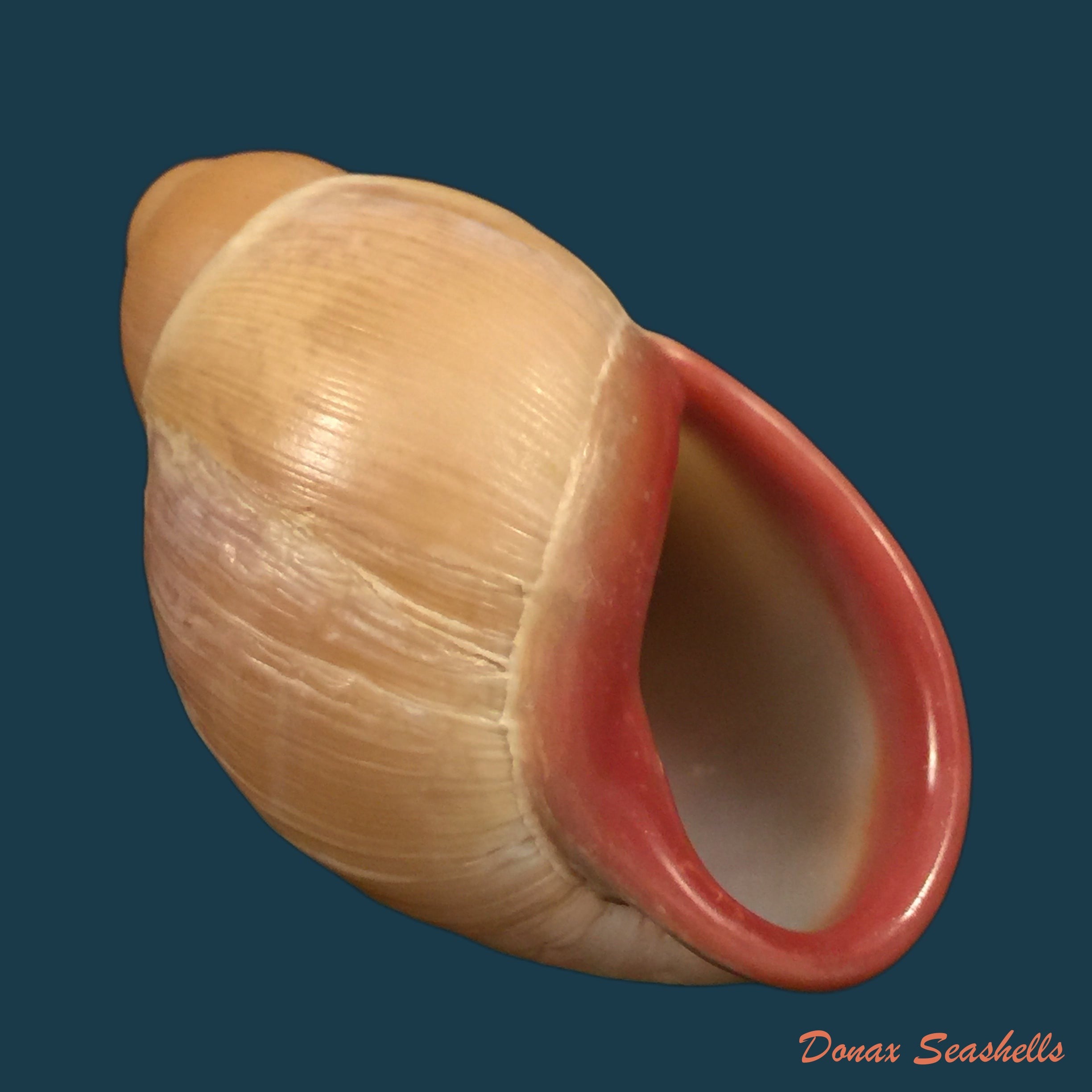 copia-de-anostoma-depressum-lamarck-1822-34-5mm