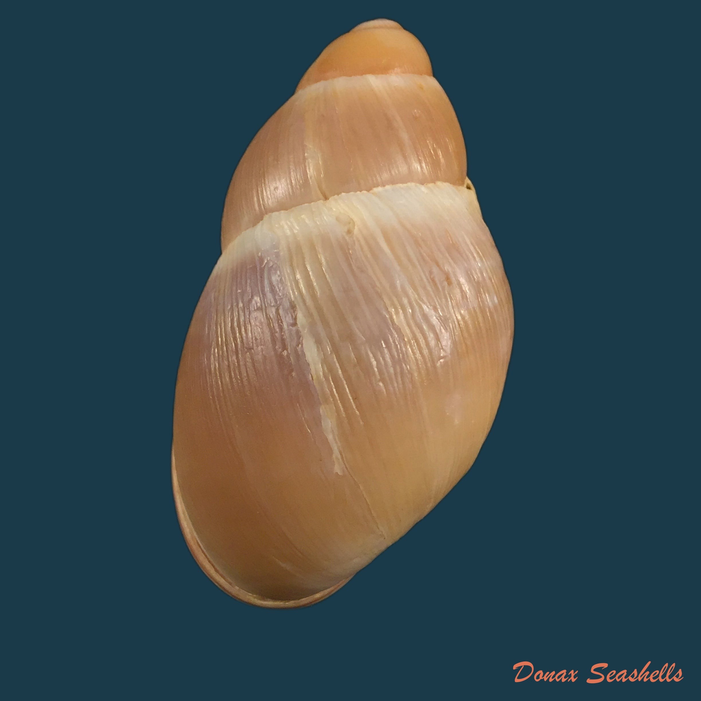 copia-de-anostoma-depressum-lamarck-1822-34-5mm