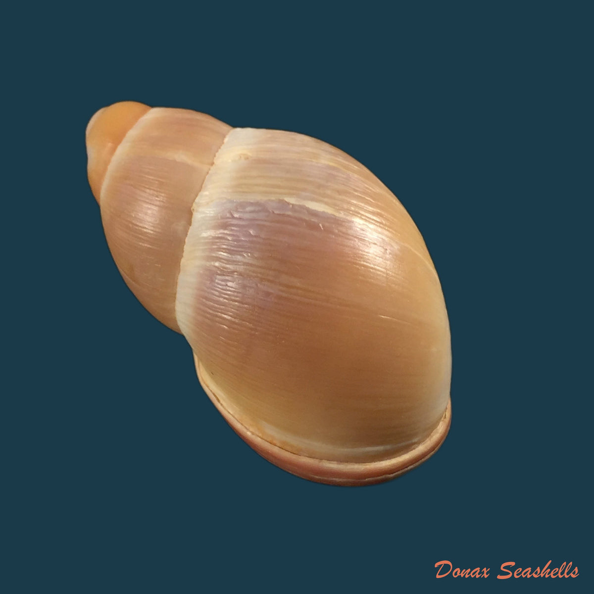 copia-de-anostoma-depressum-lamarck-1822-34-5mm