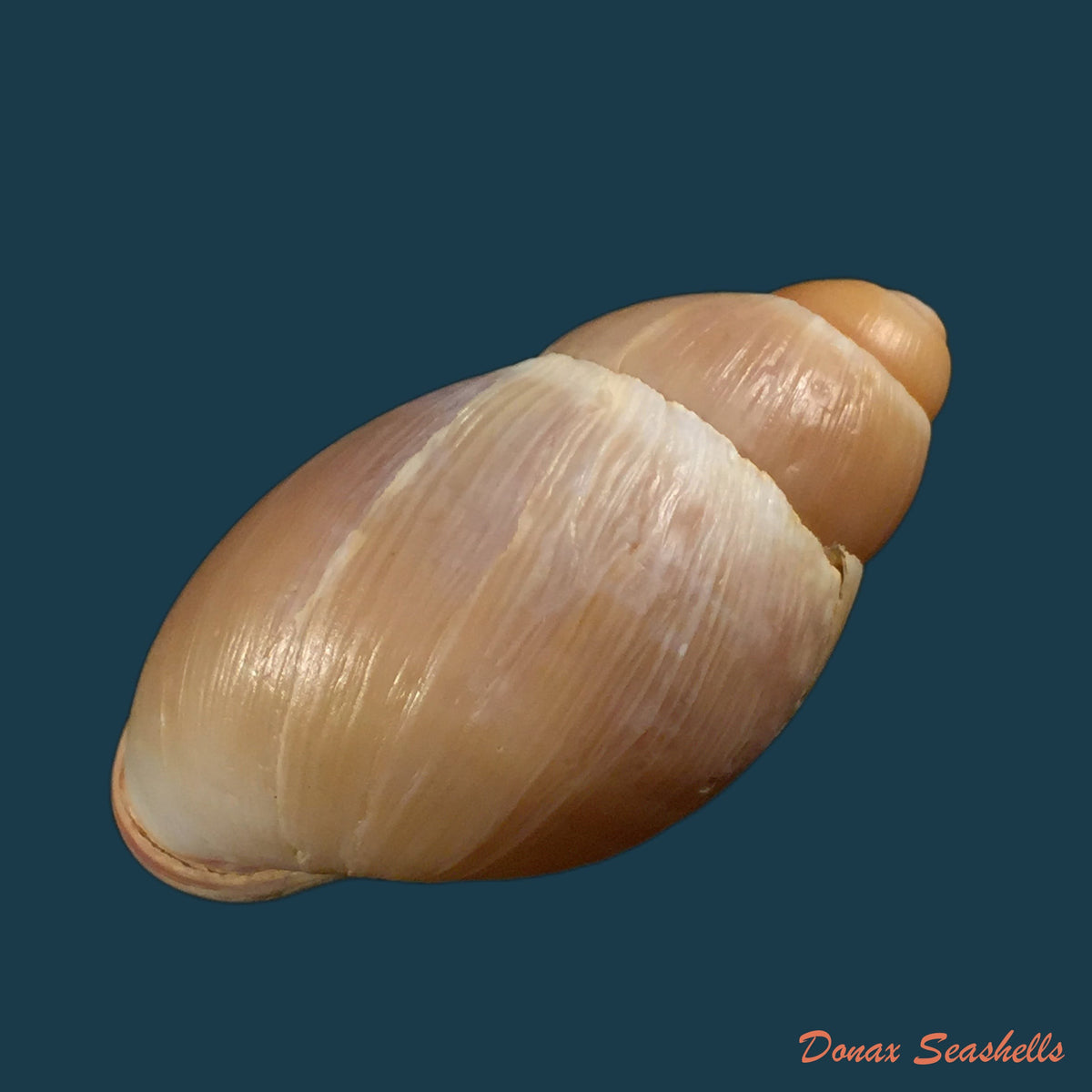 copia-de-anostoma-depressum-lamarck-1822-34-5mm