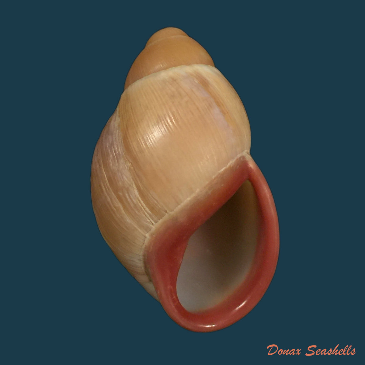 copia-de-anostoma-depressum-lamarck-1822-34-5mm