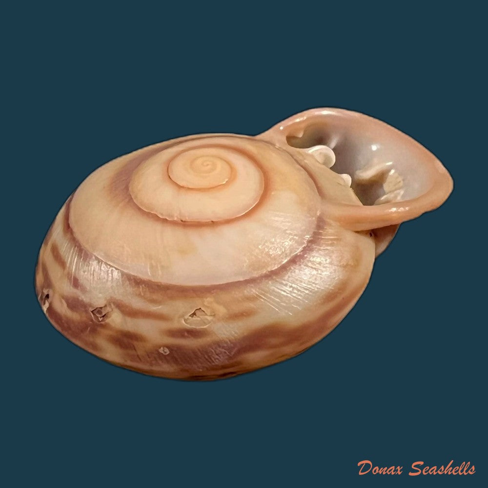 copia-de-anostoma-octodentatus-verreauxianum-hupe-1857-41-6mm-1