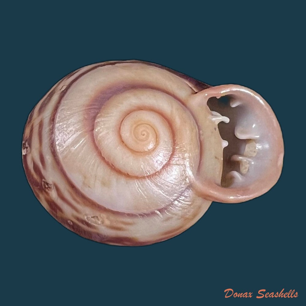 copia-de-anostoma-octodentatus-verreauxianum-hupe-1857-41-6mm-1