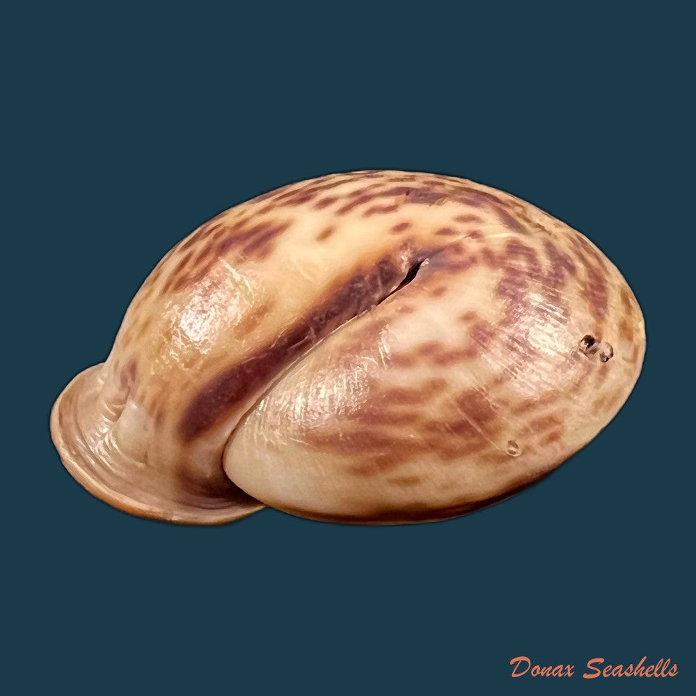 copia-de-anostoma-octodentatus-verreauxianum-hupe-1857-41-6mm-1