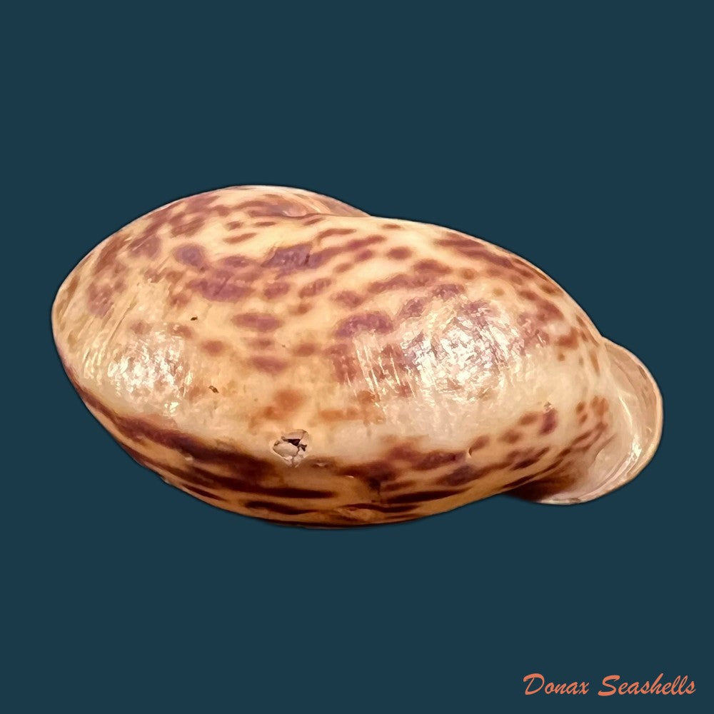 copia-de-anostoma-octodentatus-verreauxianum-hupe-1857-41-6mm-1