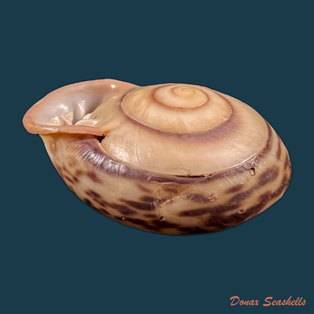 copia-de-anostoma-octodentatus-verreauxianum-hupe-1857-41-6mm-1