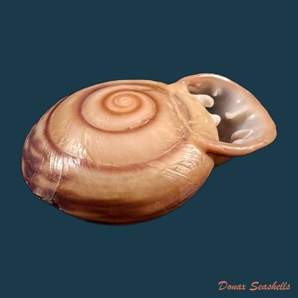 copia-de-anostoma-octodentatus-verreauxianum-hupe-1857-45-3mm-1