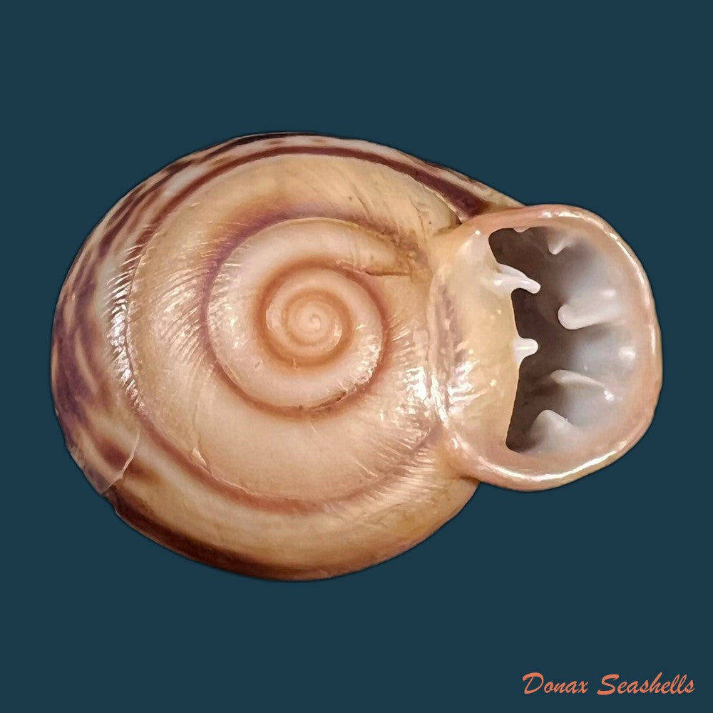 copia-de-anostoma-octodentatus-verreauxianum-hupe-1857-45-3mm-1