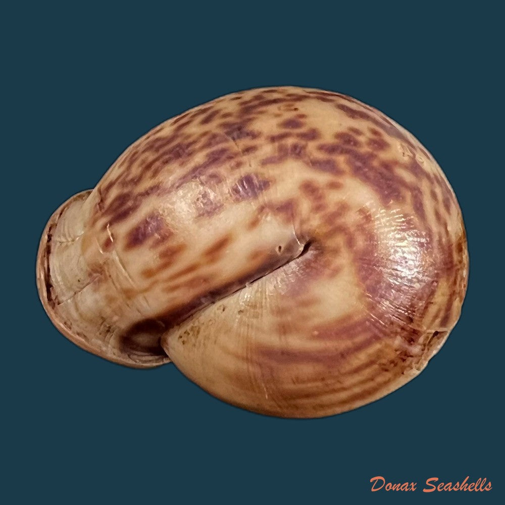 copia-de-anostoma-octodentatus-verreauxianum-hupe-1857-45-3mm-1