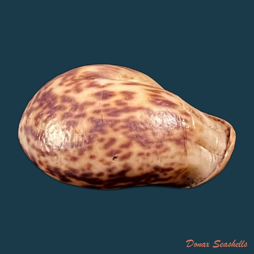 copia-de-anostoma-octodentatus-verreauxianum-hupe-1857-45-3mm-1