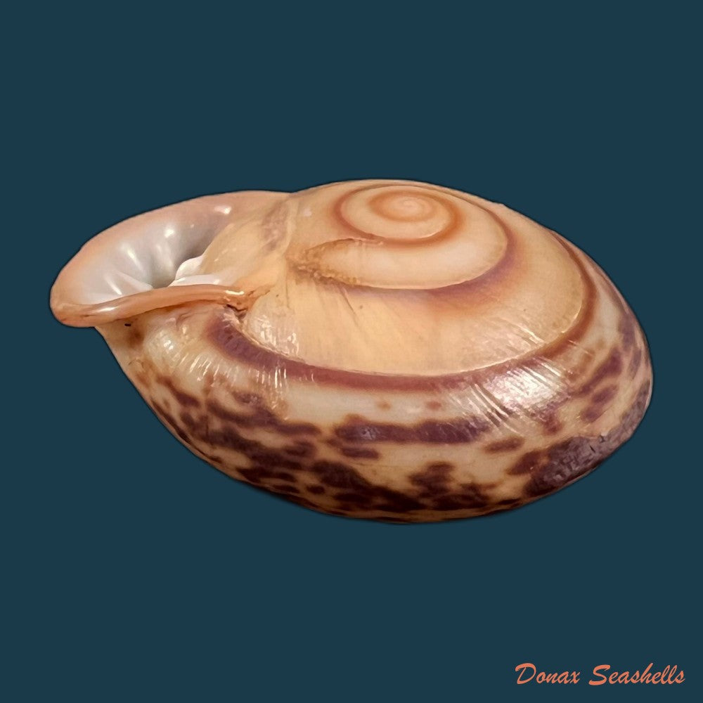 copia-de-anostoma-octodentatus-verreauxianum-hupe-1857-45-3mm-1