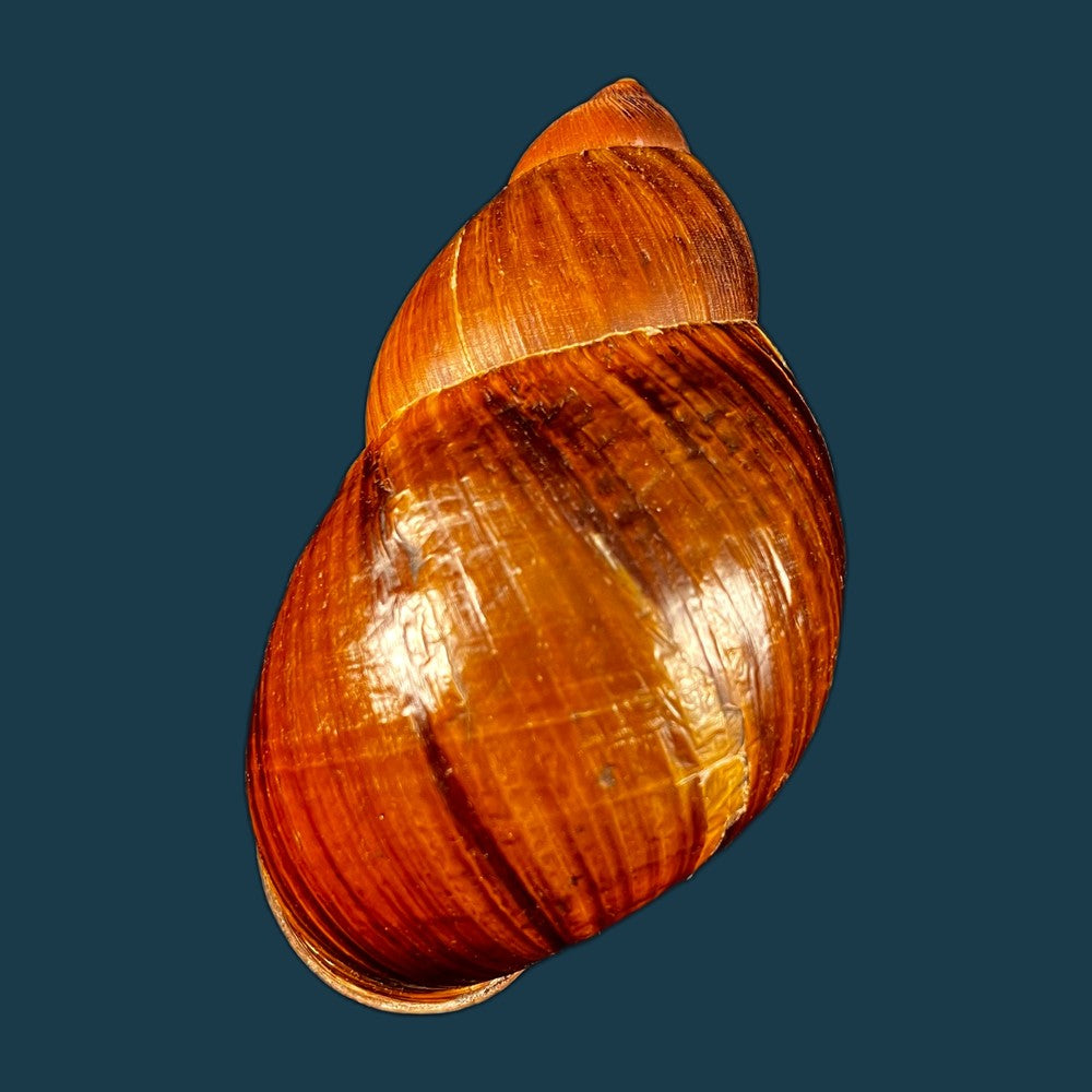 copia-de-anthinus-albolabiatus-jaeckel-1927-32-6mm