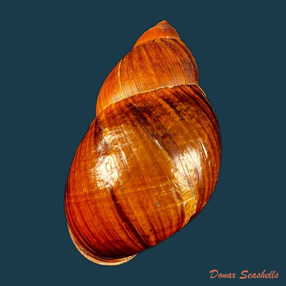 copia-de-anthinus-albolabiatus-jaeckel-1927-32-6mm
