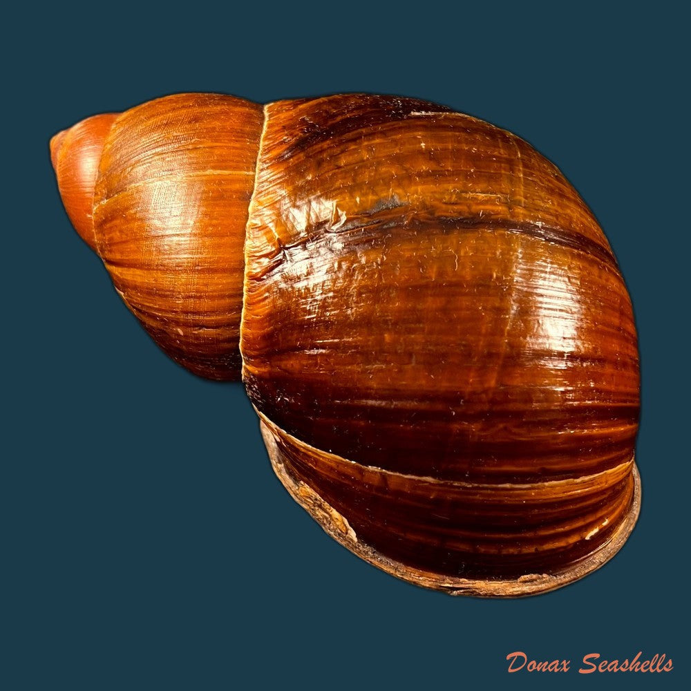 copia-de-anthinus-albolabiatus-jaeckel-1927-32-6mm