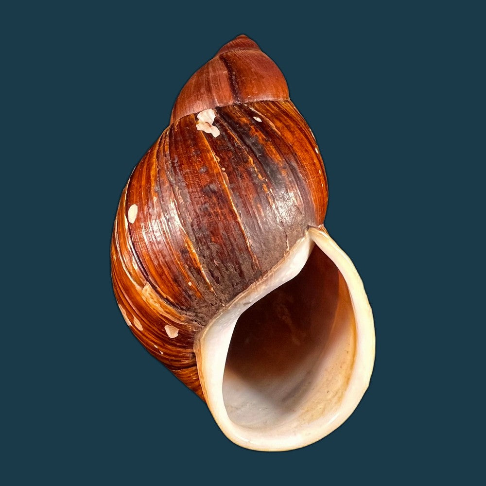 copia-de-anthinus-albolabiatus-jaeckel-1927-32-6mm