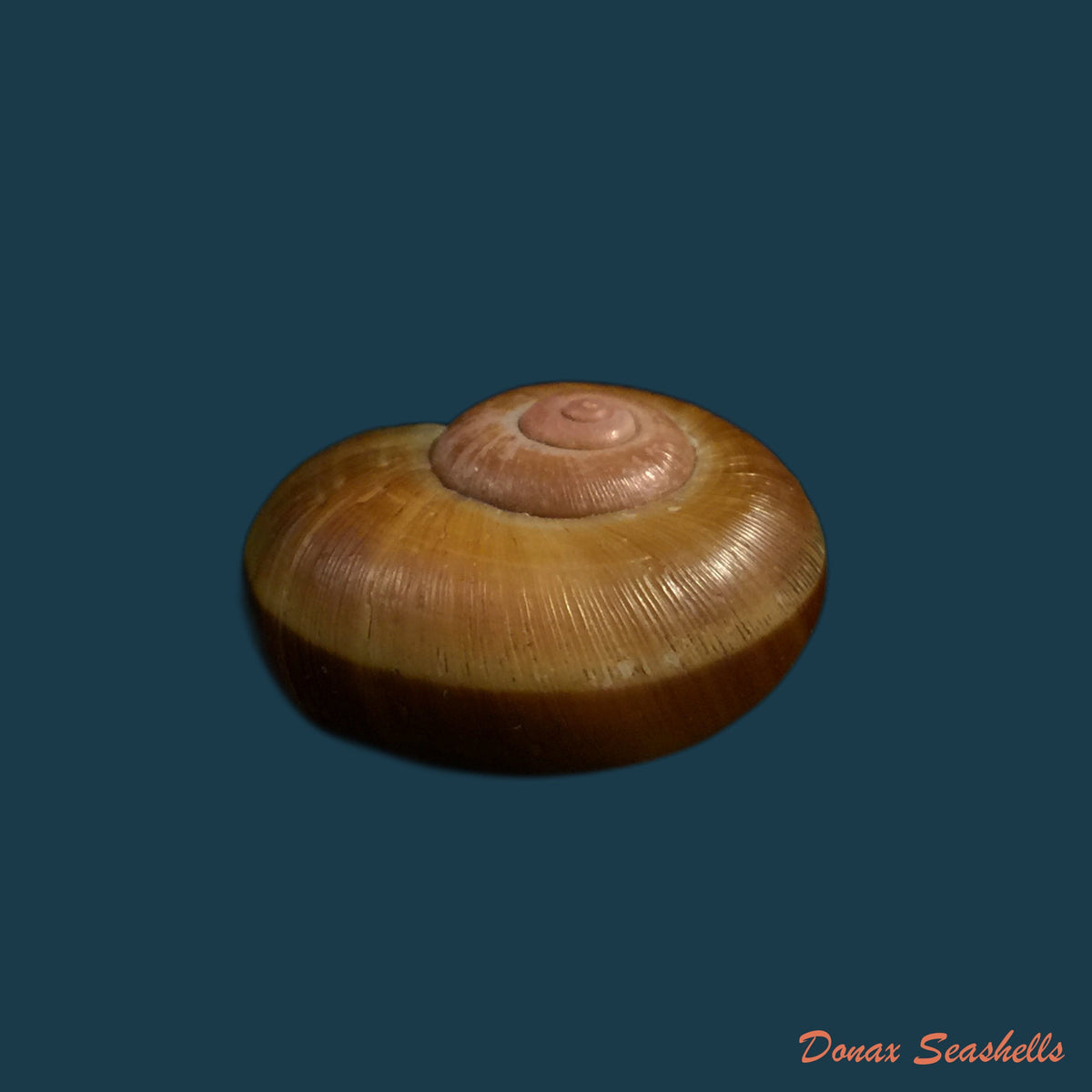 copia-de-aperostoma-brujensi-torre-bartsch-morrison-1942-31-9mm