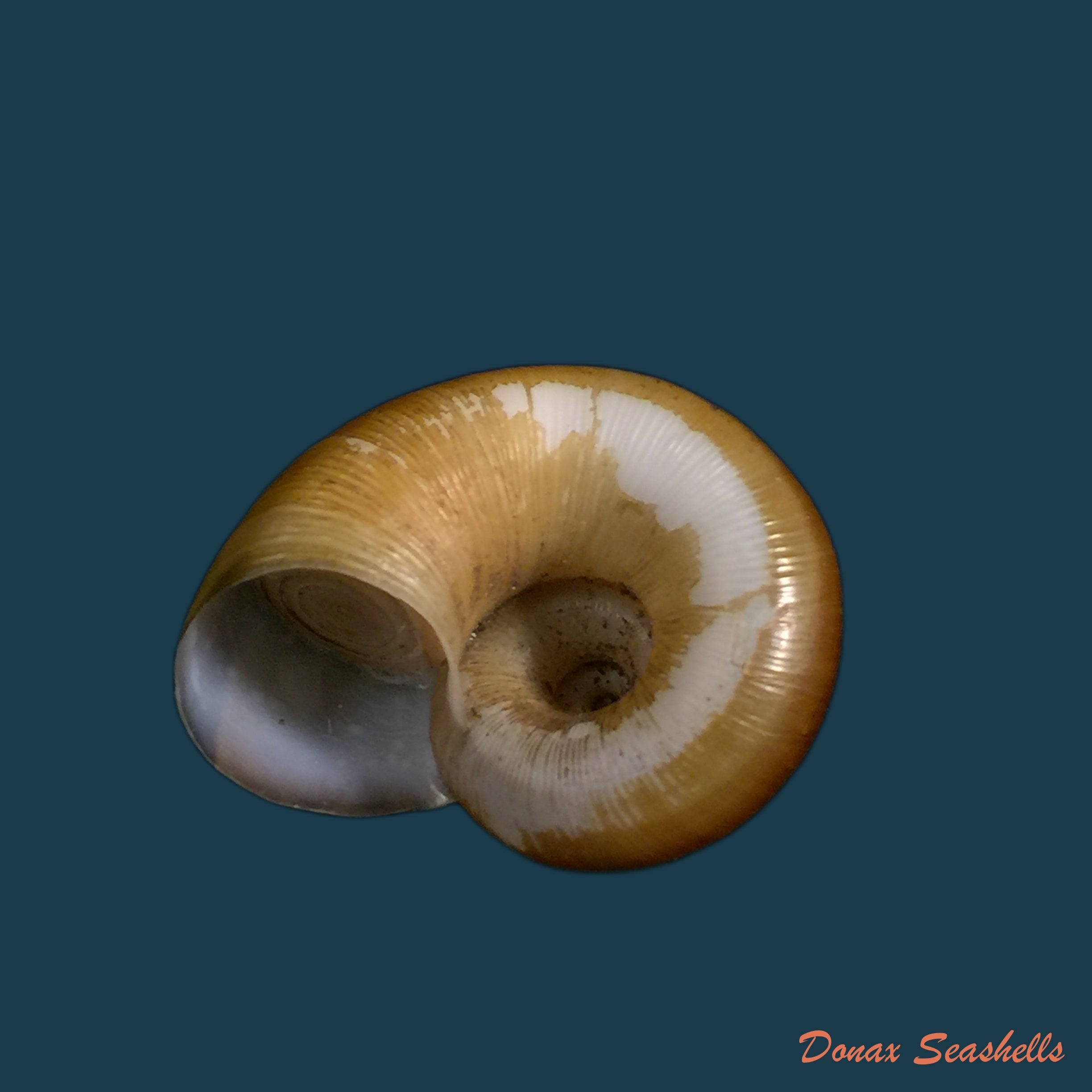 copia-de-aperostoma-brujensi-torre-bartsch-morrison-1942-31-9mm
