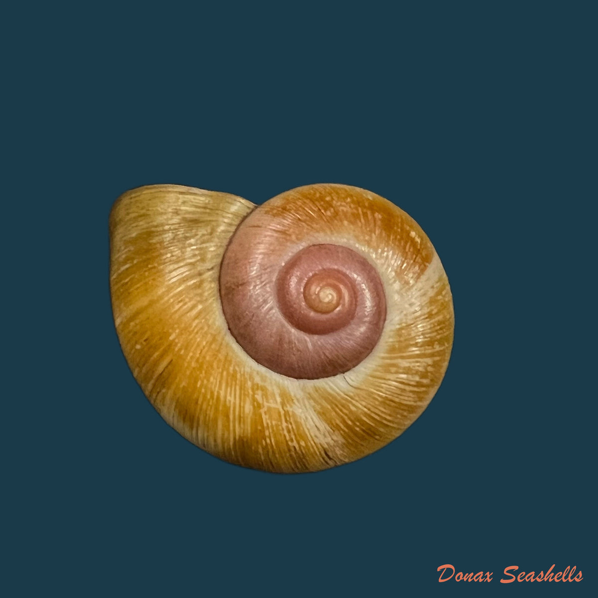 copia-de-aperostoma-brujensi-torre-bartsch-morrison-1942-32-6mm