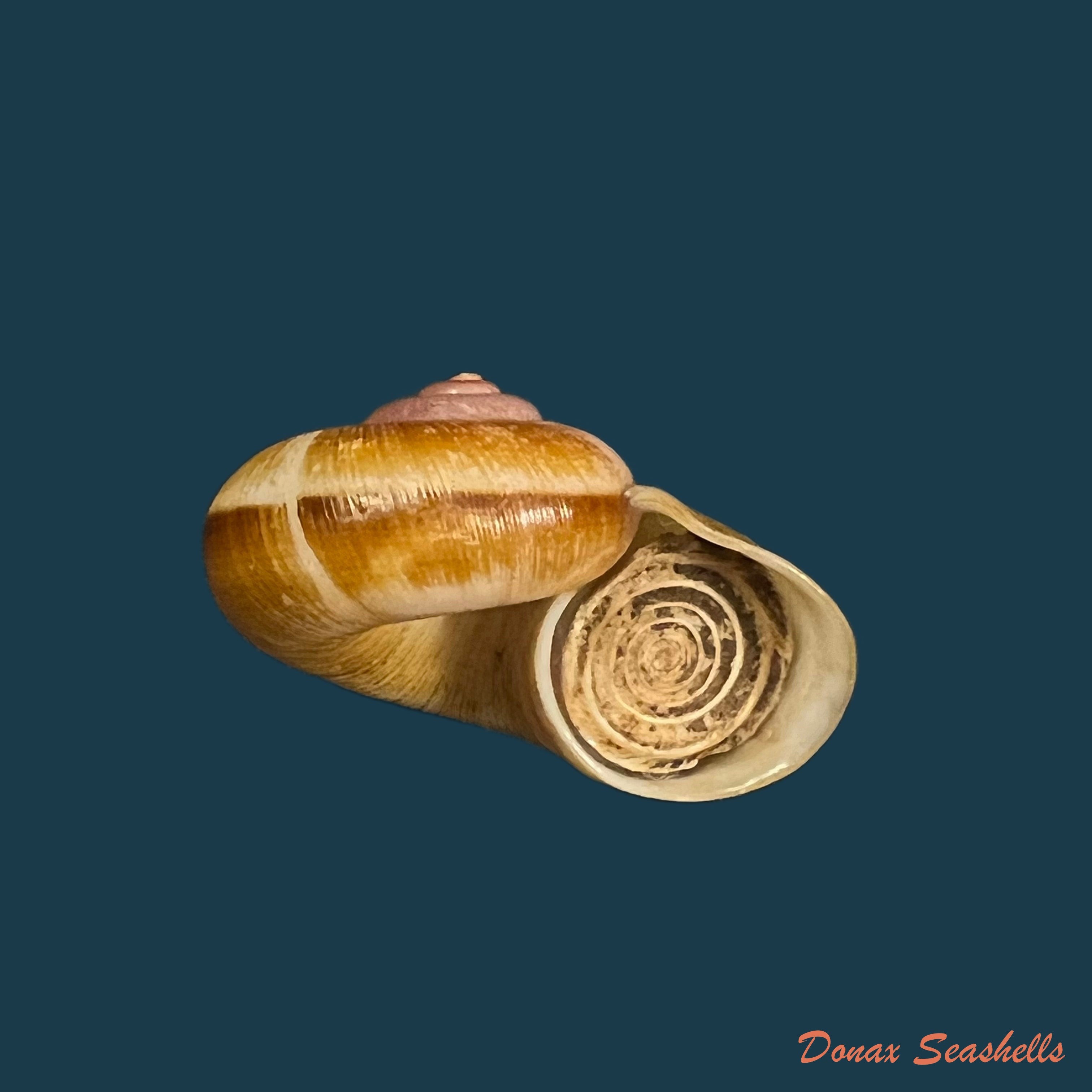copia-de-aperostoma-brujensi-torre-bartsch-morrison-1942-32-6mm