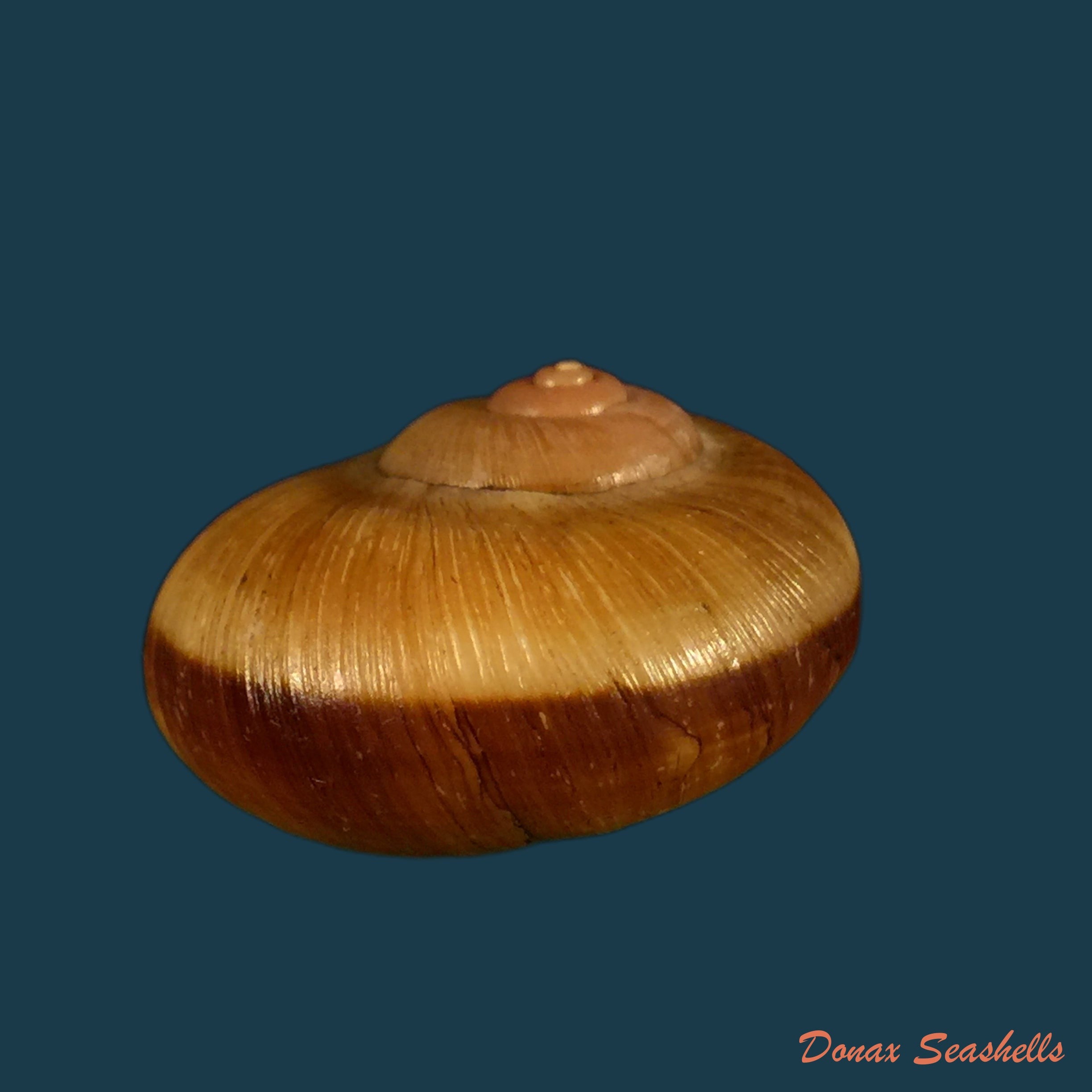 copia-de-aperostoma-brujensi-torre-bartsch-morrison-1942-33-9mm