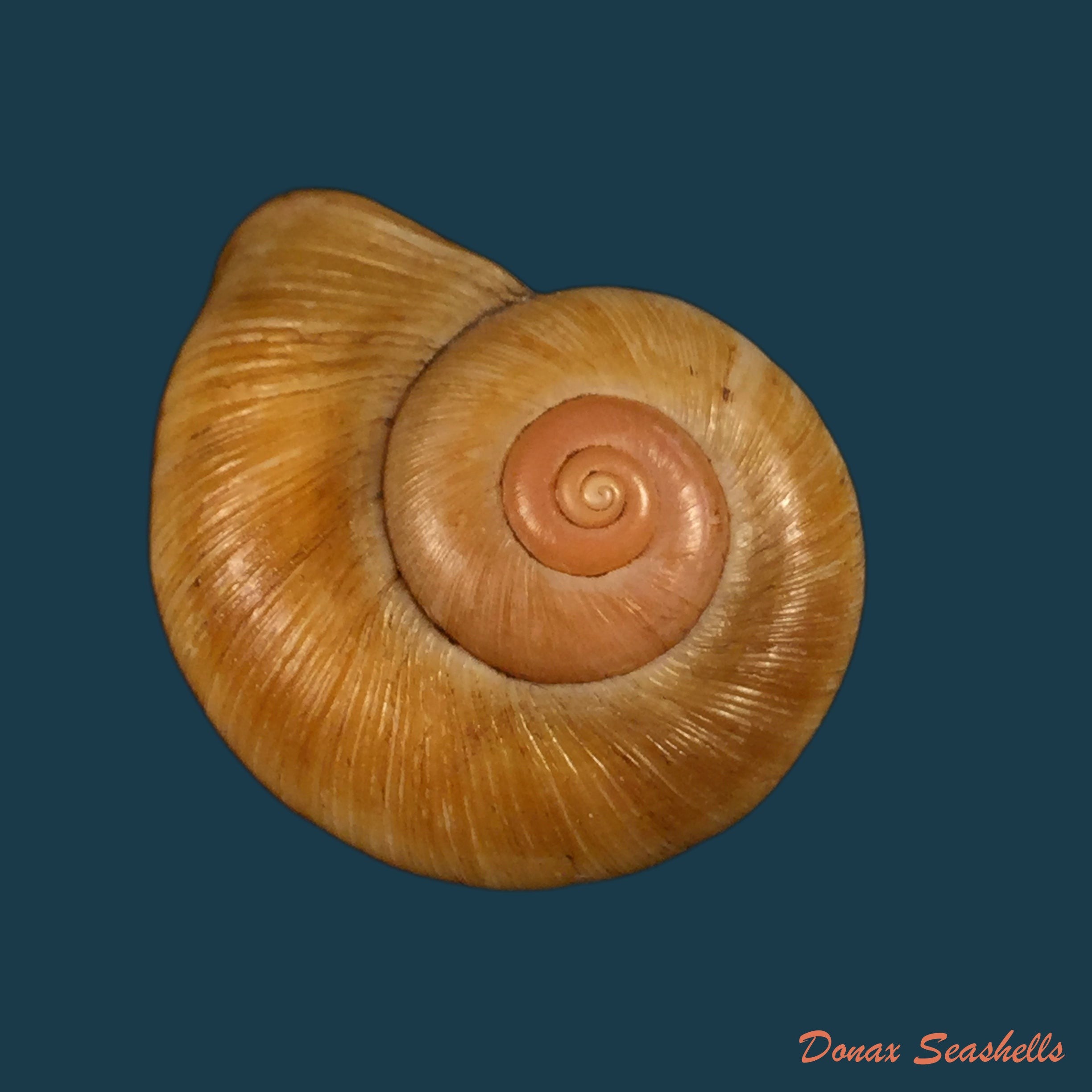 copia-de-aperostoma-brujensi-torre-bartsch-morrison-1942-33-9mm