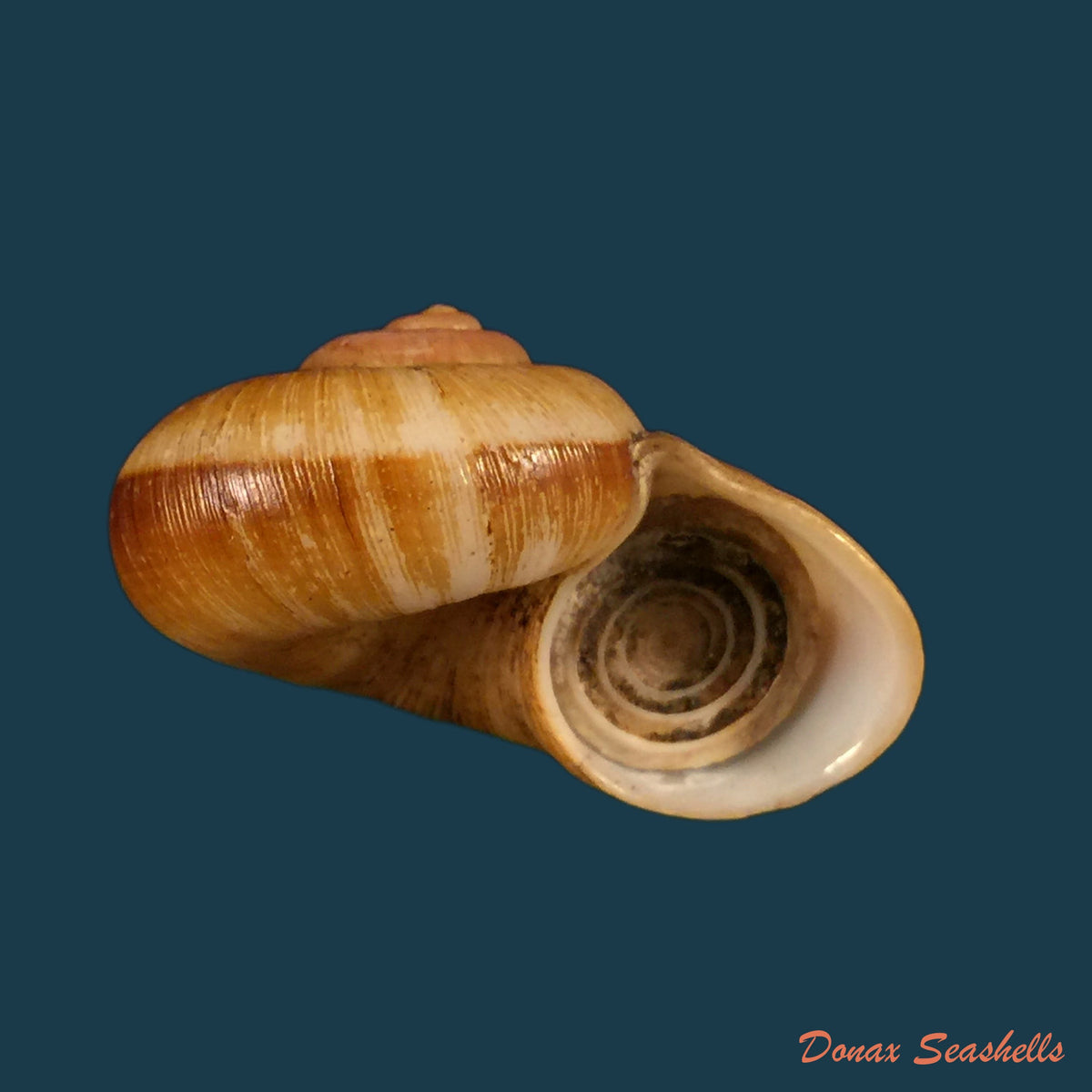 copia-de-aperostoma-brujensi-torre-bartsch-morrison-1942-33-9mm