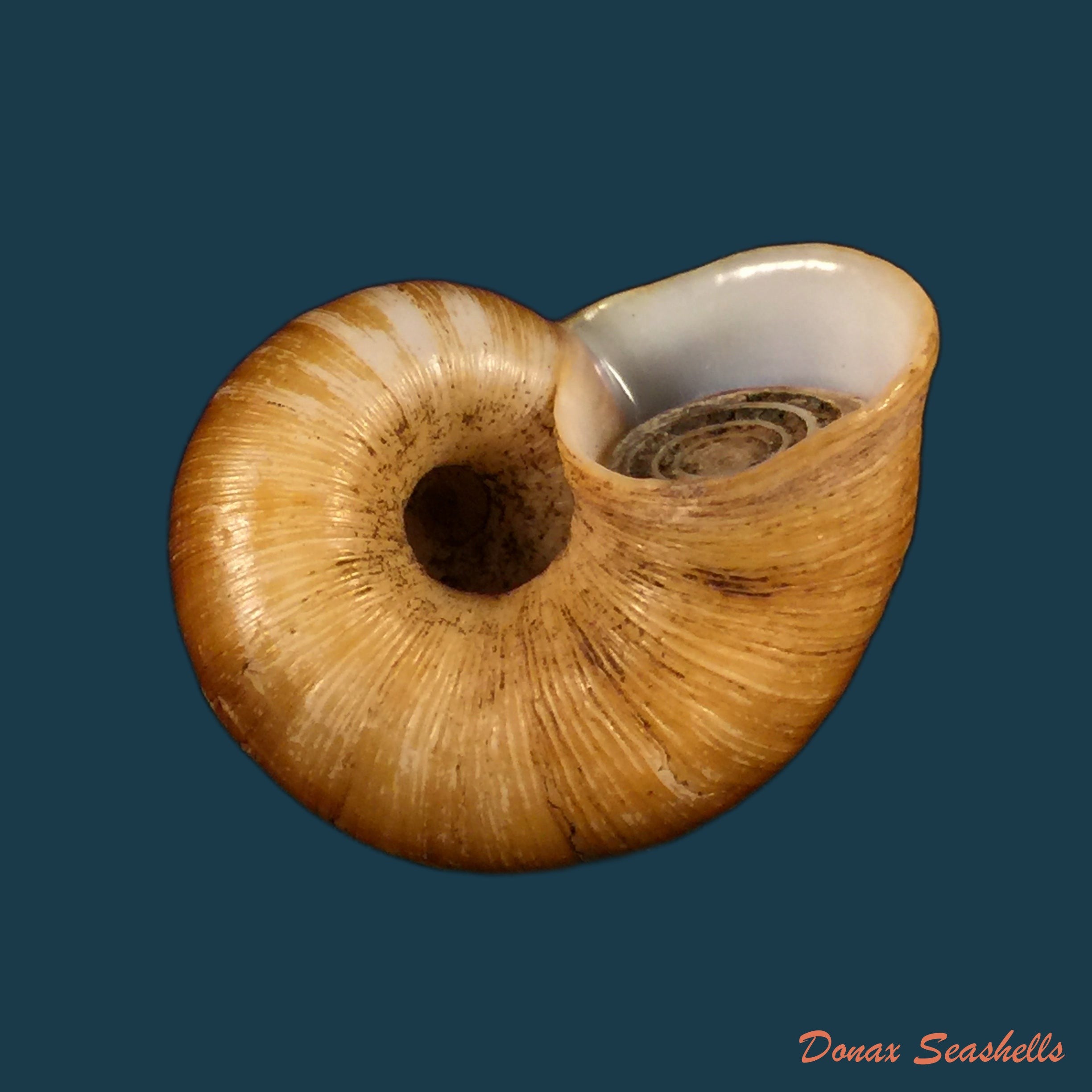 copia-de-aperostoma-brujensi-torre-bartsch-morrison-1942-33-9mm