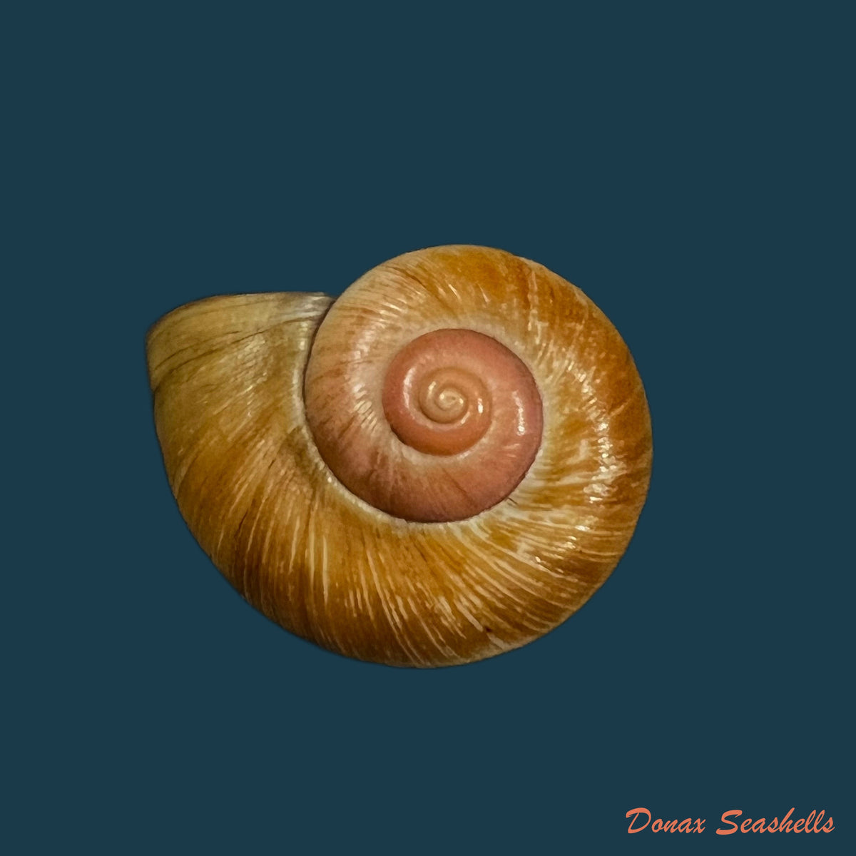 copia-de-aperostoma-brujensi-torre-bartsch-morrison-1942-33mm