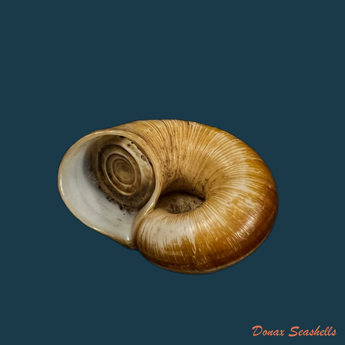 copia-de-aperostoma-brujensi-torre-bartsch-morrison-1942-33mm