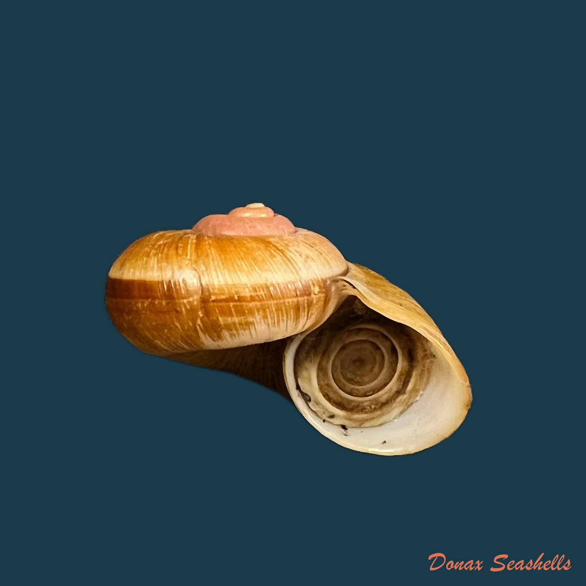copia-de-aperostoma-brujensi-torre-bartsch-morrison-1942-33mm
