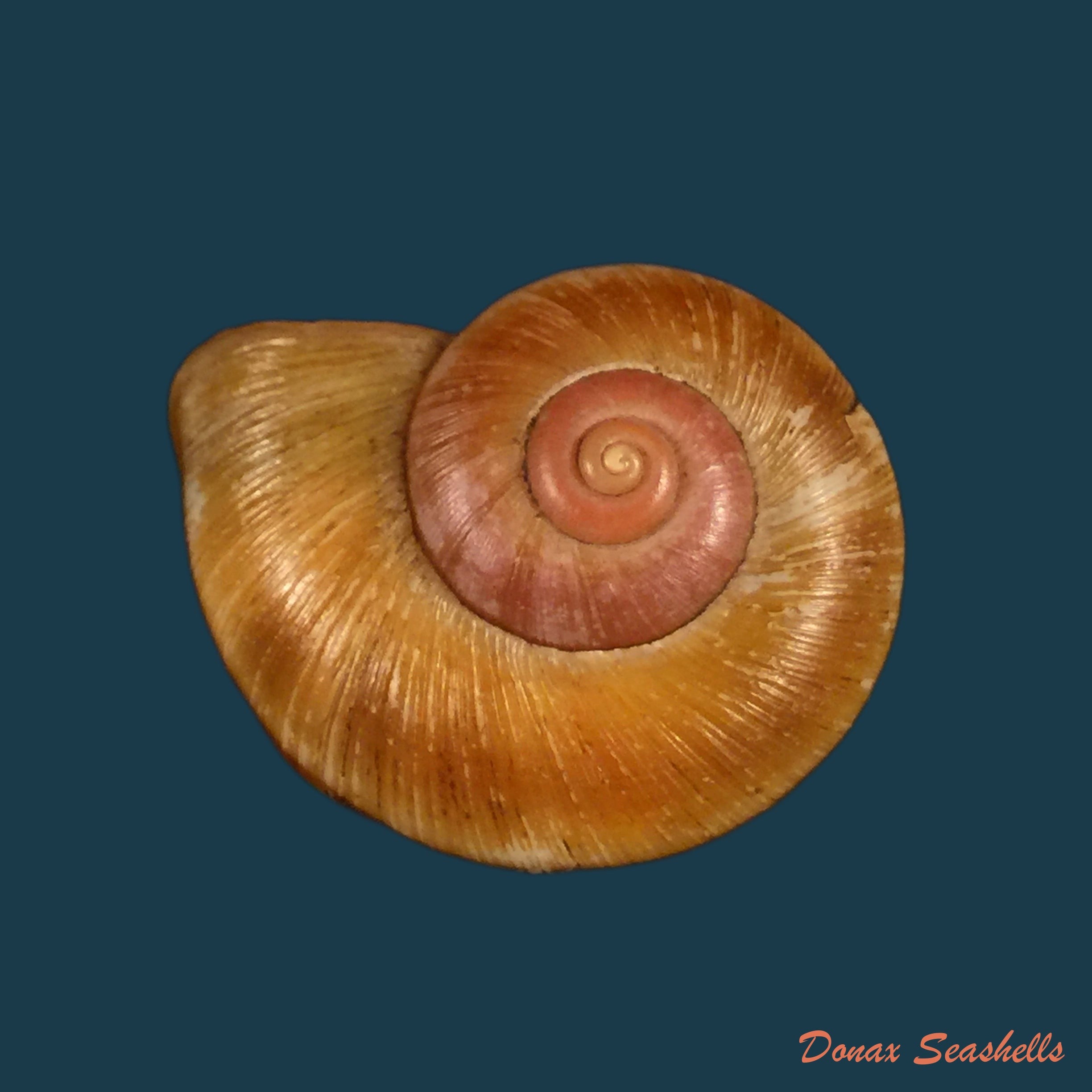 copia-de-aperostoma-brujensi-torre-bartsch-morrison-1942-34-3mm-1
