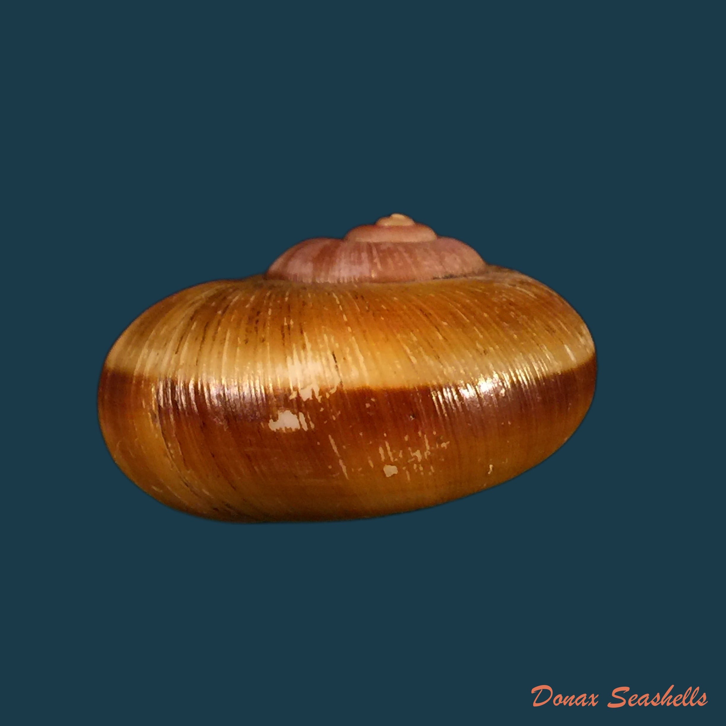 copia-de-aperostoma-brujensi-torre-bartsch-morrison-1942-34-3mm-1