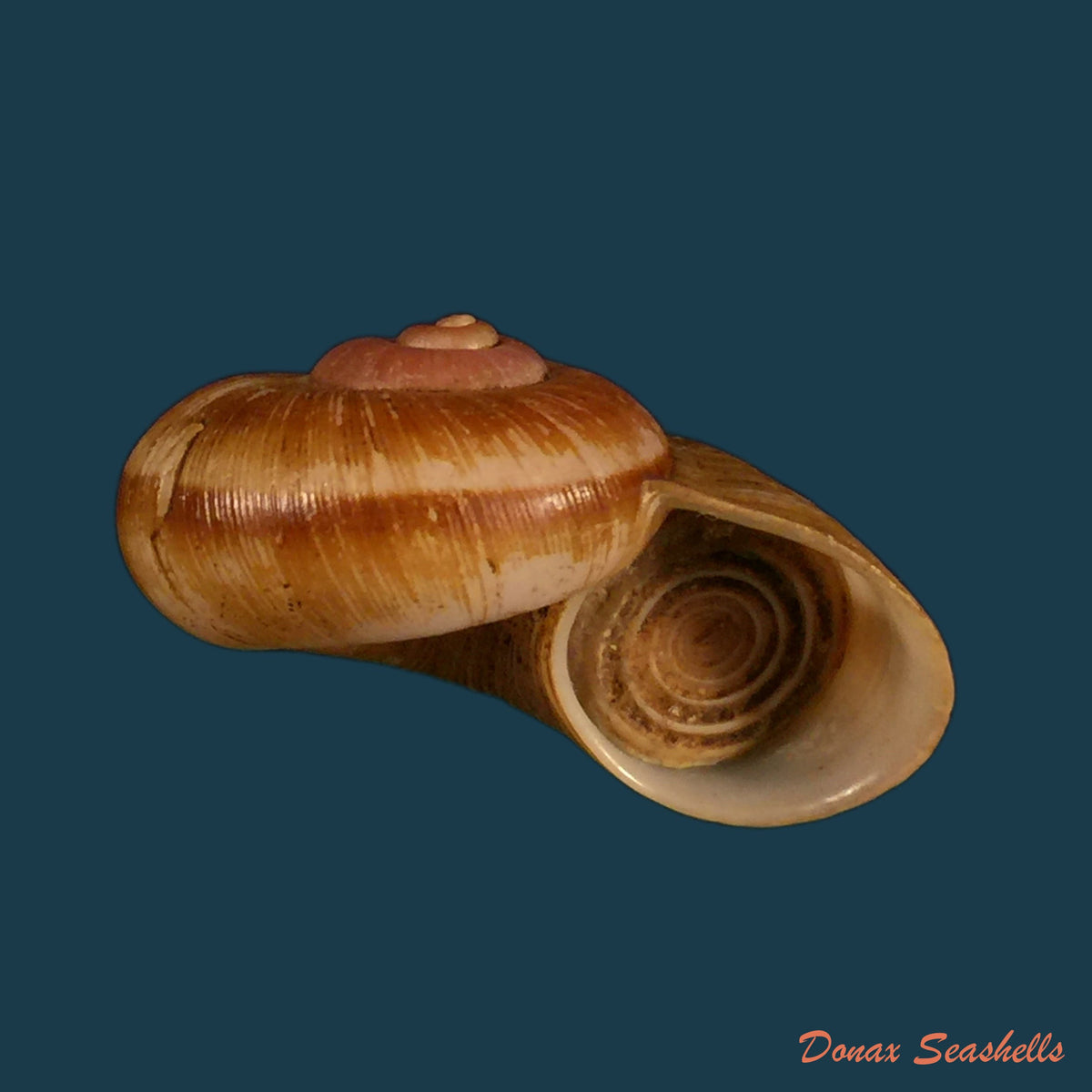 copia-de-aperostoma-brujensi-torre-bartsch-morrison-1942-34-3mm-1
