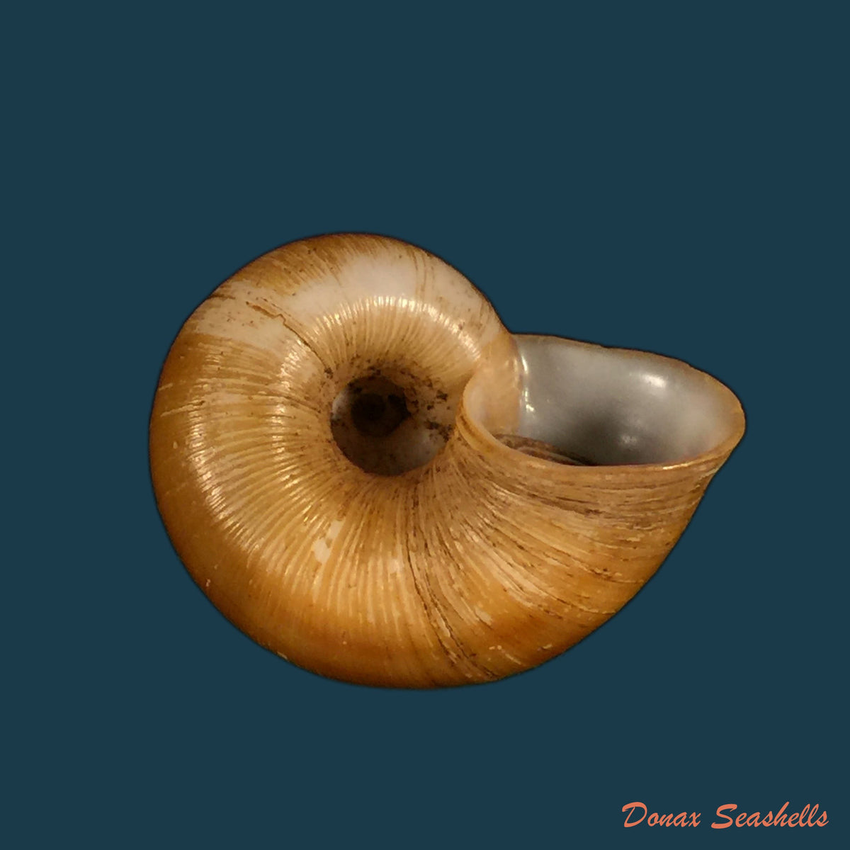 copia-de-aperostoma-brujensi-torre-bartsch-morrison-1942-34-3mm-1