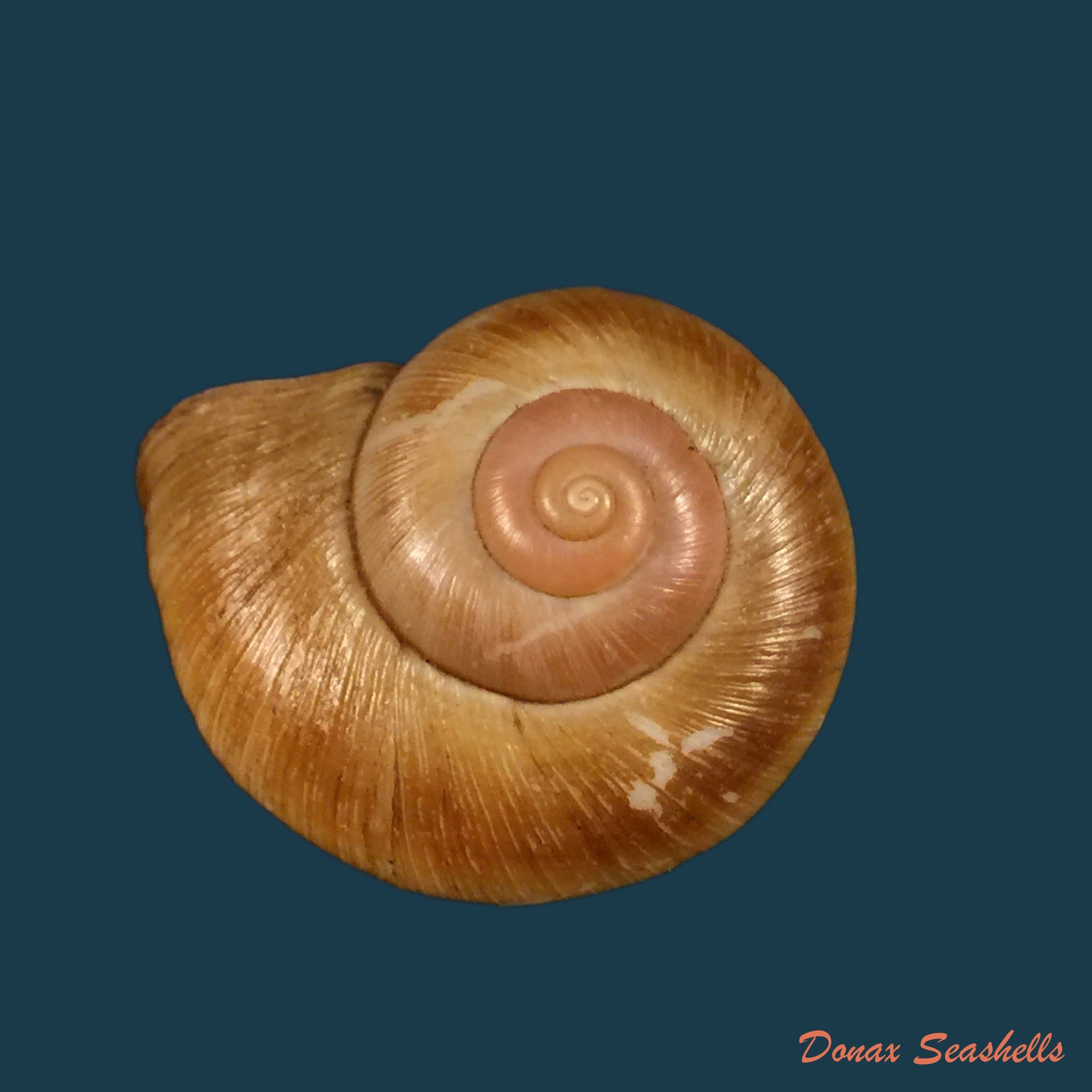 copia-de-aperostoma-brujensi-torre-bartsch-morrison-1942-36-3mm