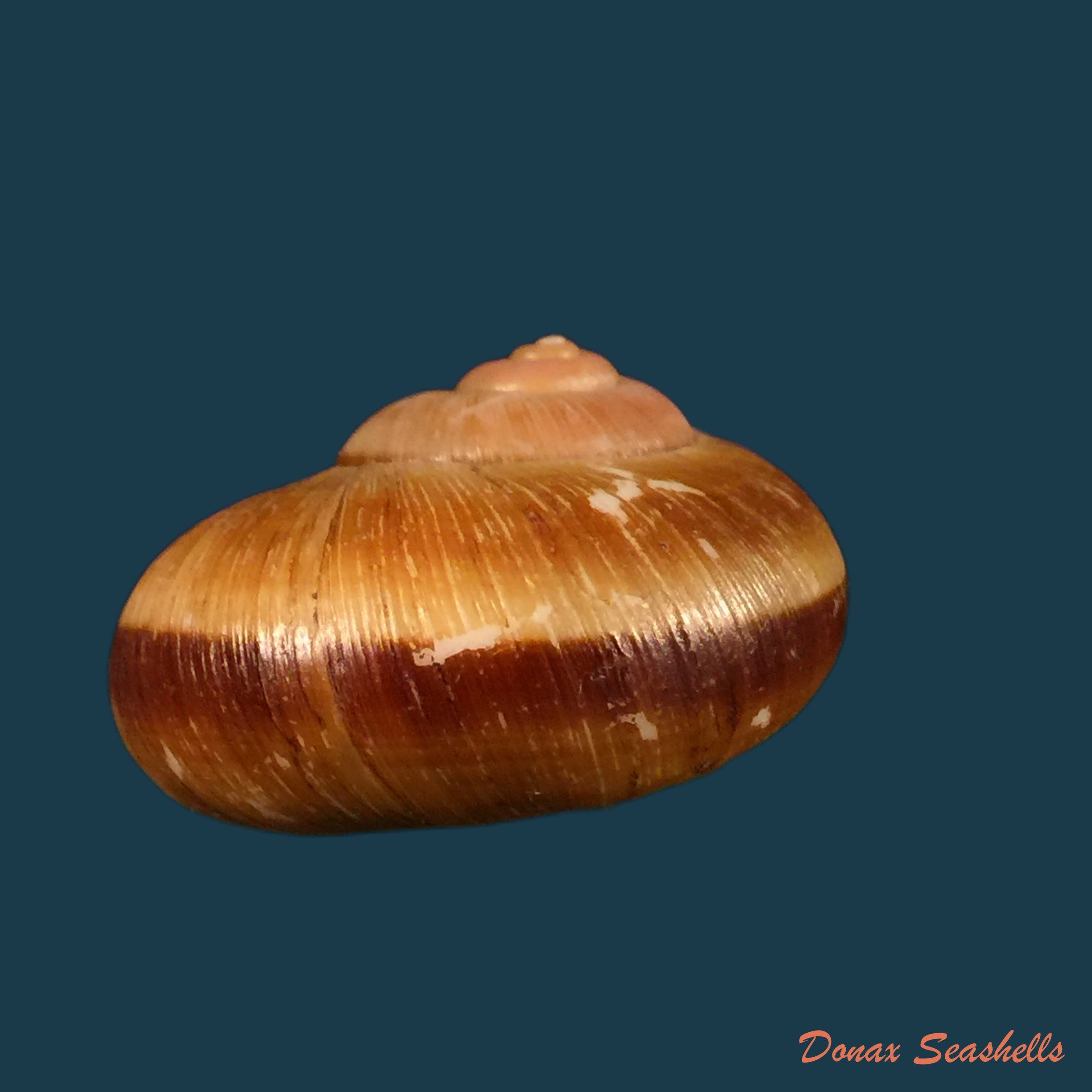 copia-de-aperostoma-brujensi-torre-bartsch-morrison-1942-36-3mm