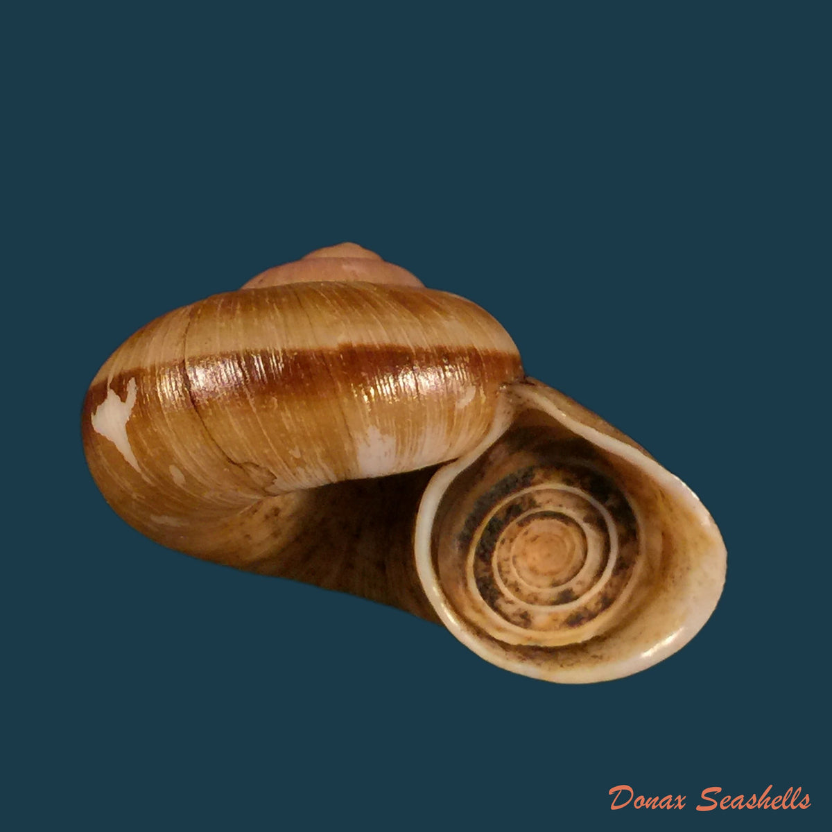 copia-de-aperostoma-brujensi-torre-bartsch-morrison-1942-36-3mm