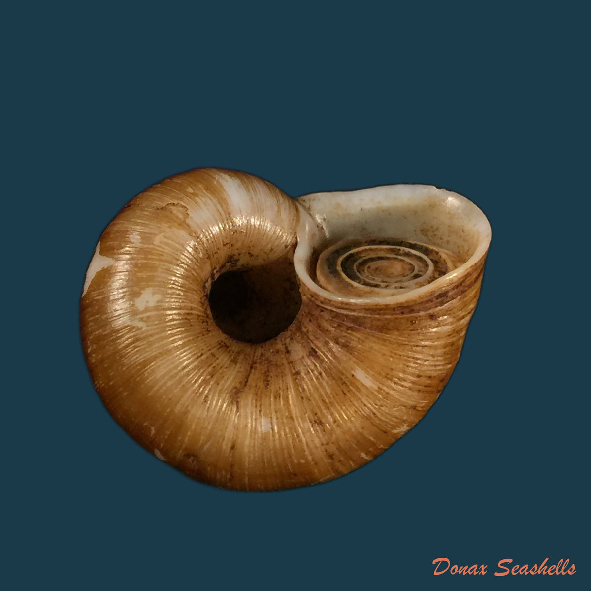 copia-de-aperostoma-brujensi-torre-bartsch-morrison-1942-36-3mm