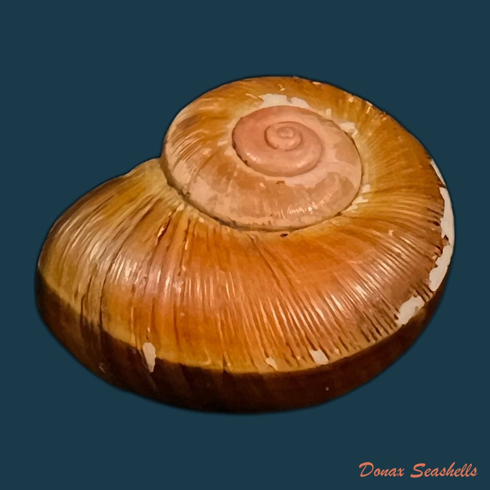 copia-de-aperostoma-fischeri-hidalgo-1867-28mm