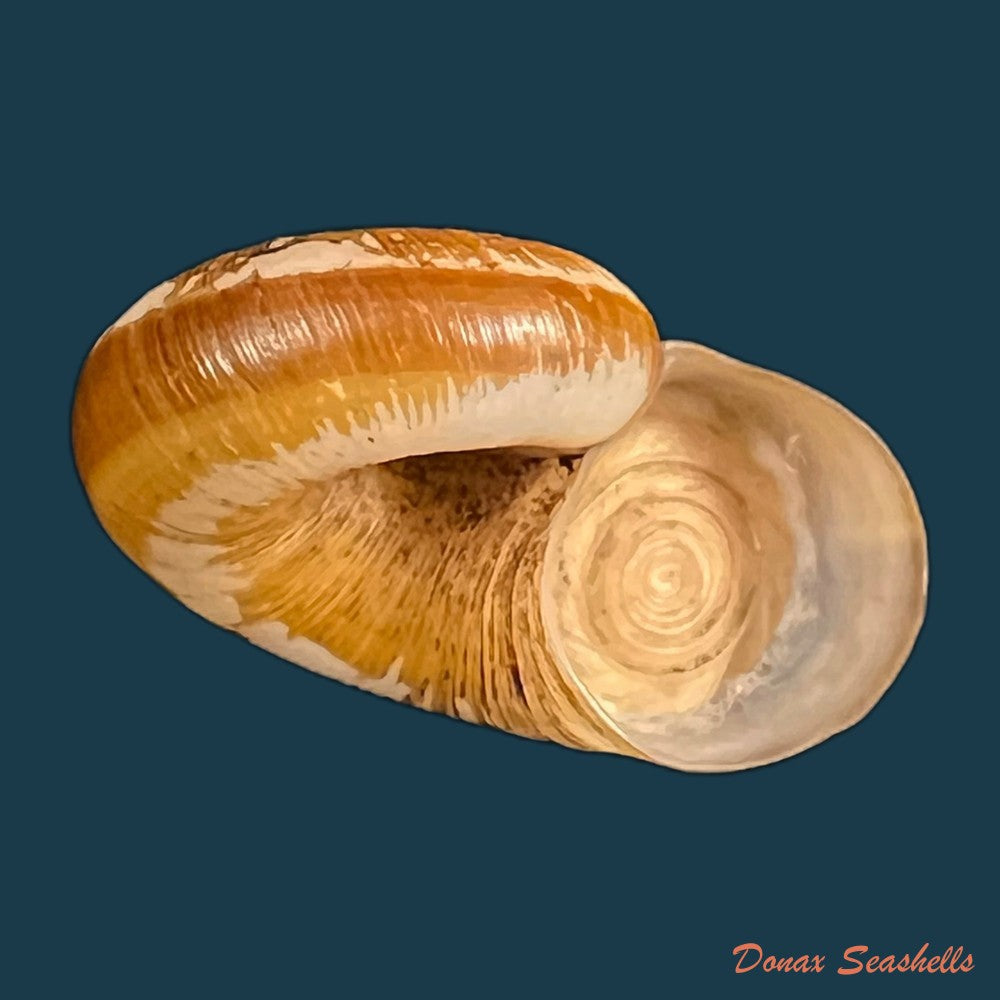 copia-de-aperostoma-fischeri-hidalgo-1867-28mm