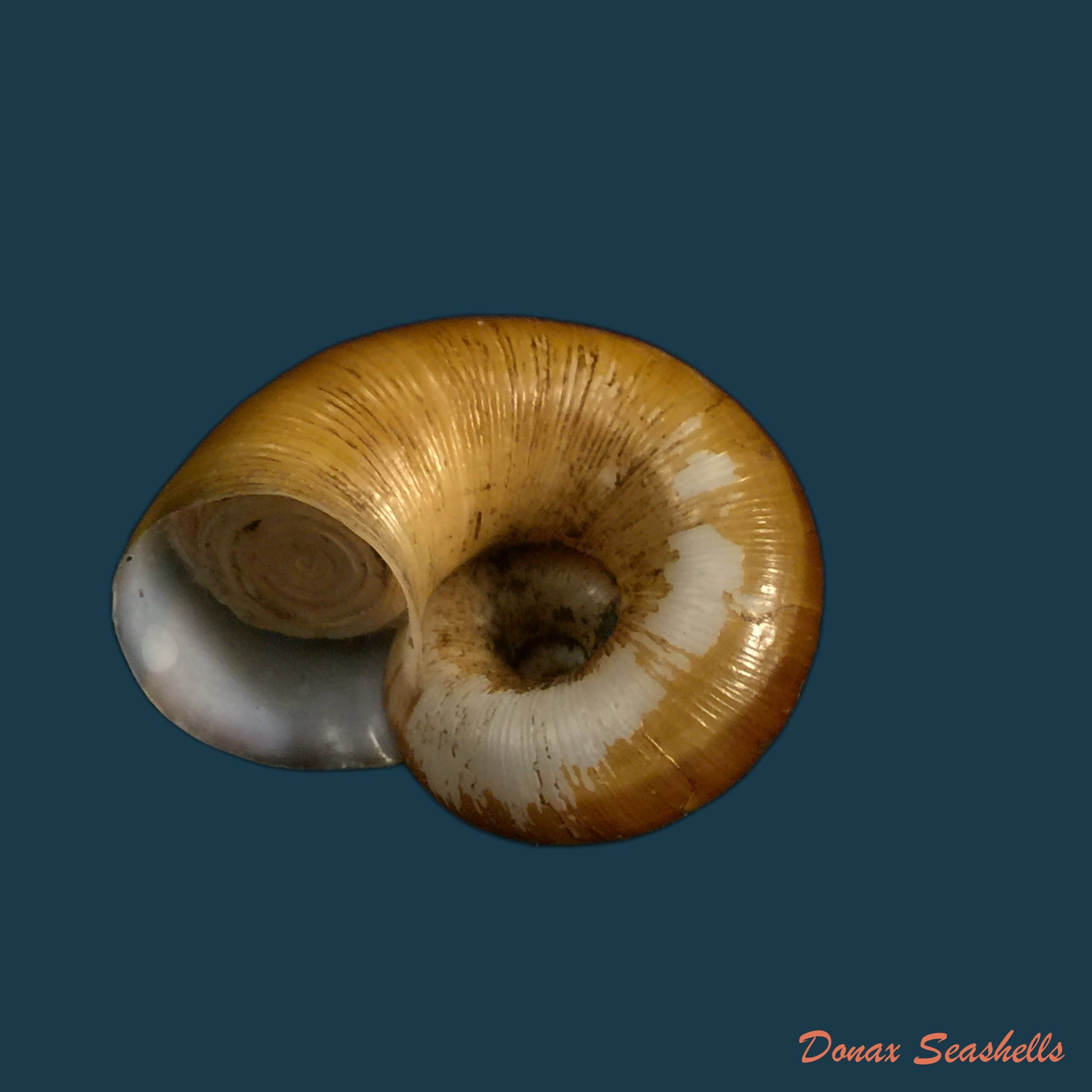 copia-de-aperostoma-fischeri-hidalgo-1867-29-4mm