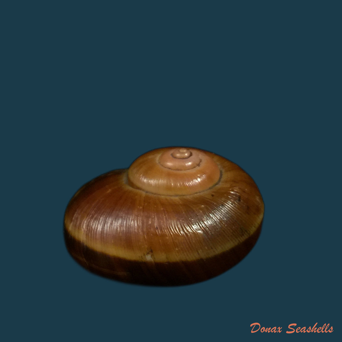 copia-de-aperostoma-fischeri-hidalgo-1867-29-8mm
